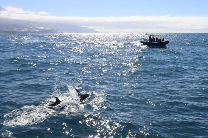 Coastal excursion with cetacean search island of La Palma