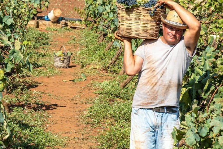 Wine and Cava Tour in Penedes from Barcelona with Hotel Pickup