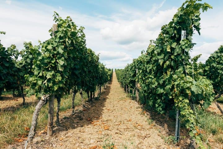 Wine and Cava Tour in Penedes from Barcelona with Hotel Pickup