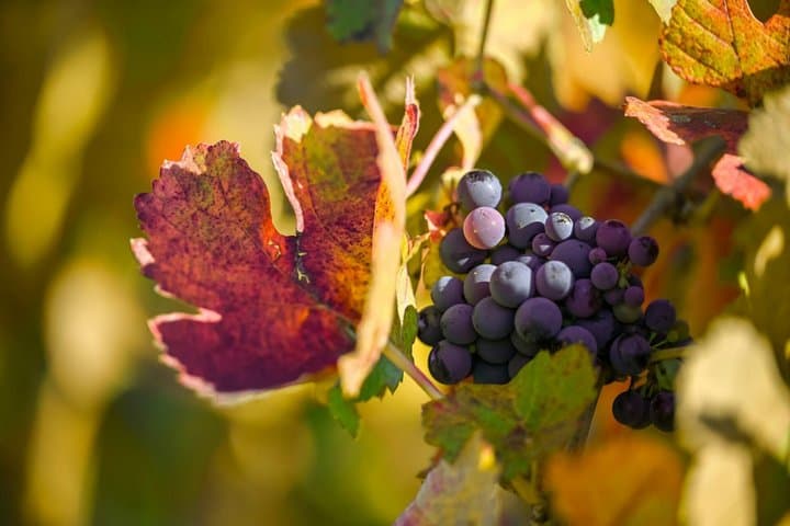 Wine and Cava Tour in Penedes from Barcelona with Hotel Pickup