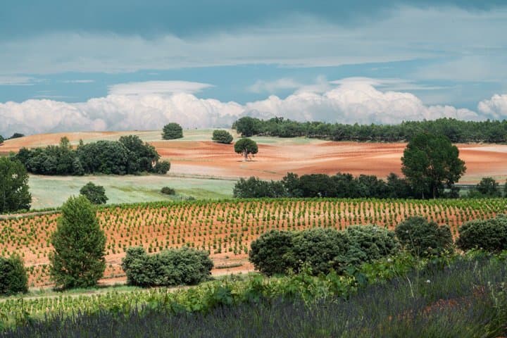 Guided Tour of Dominion D'Echauz Wine Tour Small Group
