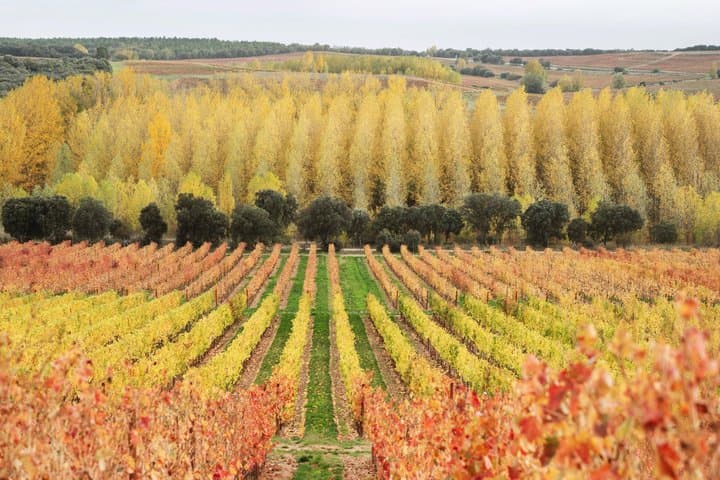 Guided Tour of Dominion D'Echauz Wine Tour Small Group