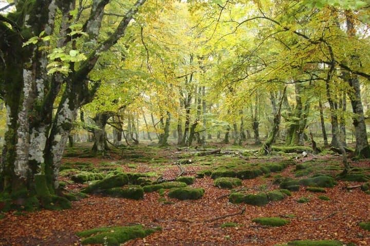 Irati Forest Tour Discover the Navarra Forest