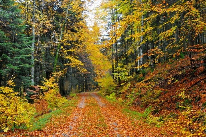 Irati Forest Tour Discover the Navarra Forest
