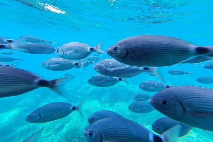 From Roses: Cala Murtra: A Submarine World (New Free Audio Guide)