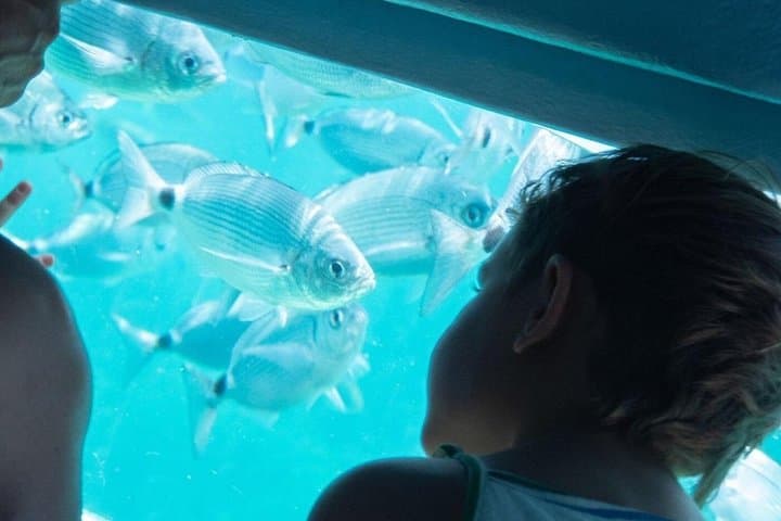 From Roses: Cala Murtra: A Submarine World (New Free Audio Guide)
