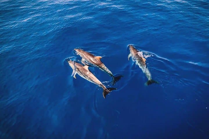 Dolphin Watching in Manilva