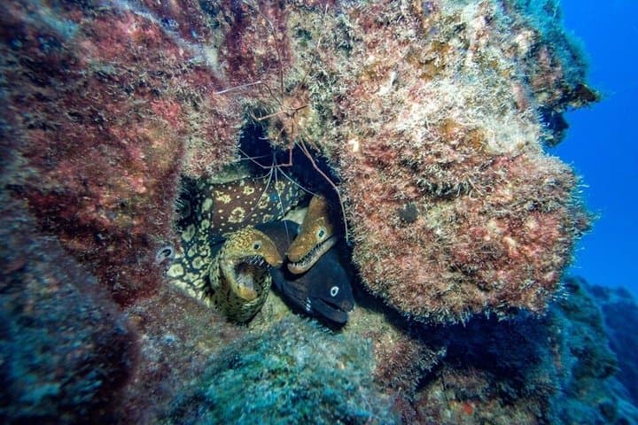 Guided 2-Dive Scuba Trip in South Tenerife