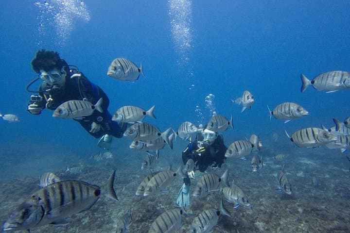 Guided 2-Dive Scuba Trip in South Tenerife