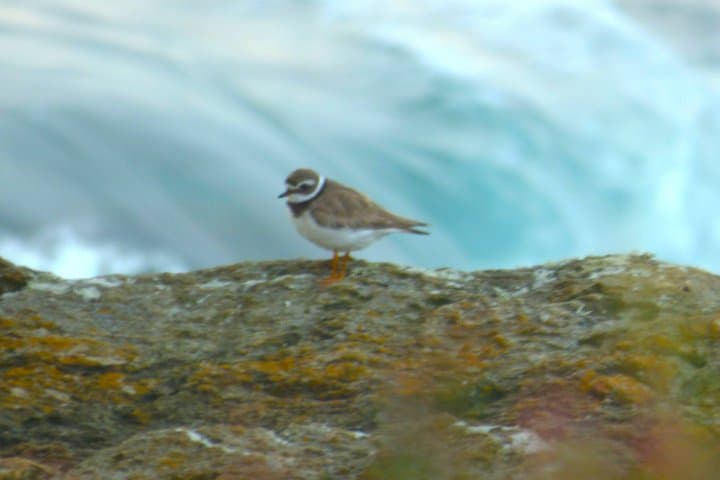 Guided bird watching tour and Urban nature in Ribadeo