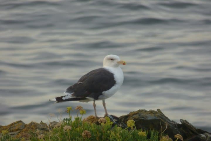Guided bird watching tour and Urban nature in Ribadeo