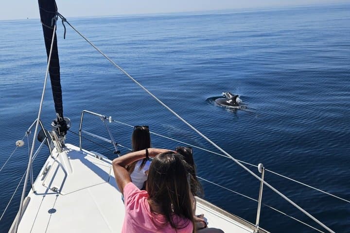 Shared tour marbella dolphins snack drinks 2.5 h dufour412