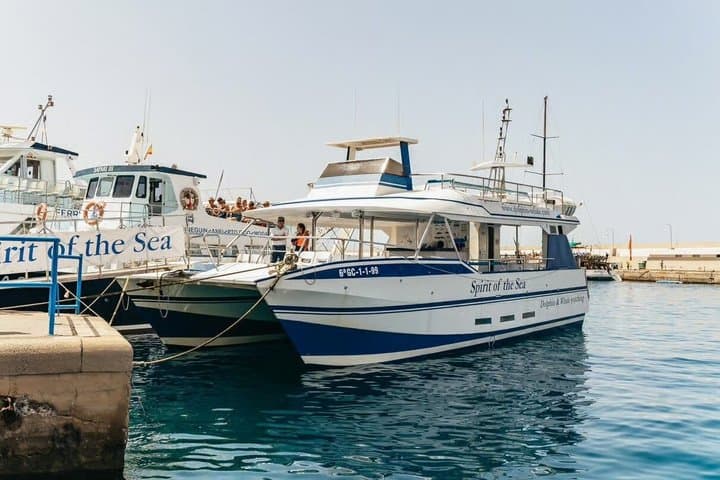 Dolphin and Whale Cruise in Puerto Rico, Gran Canaria