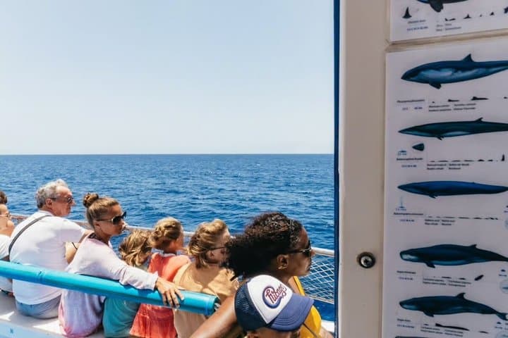 Dolphin and Whale Cruise in Puerto Rico, Gran Canaria