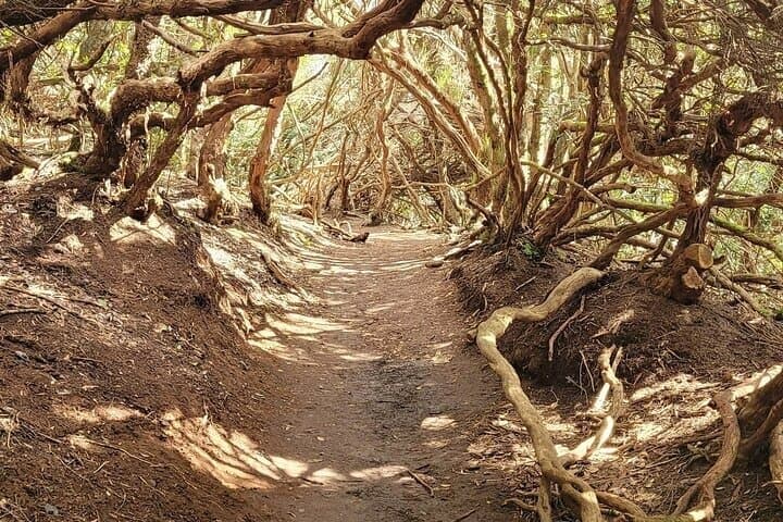 Panoramic hike in the Anaga Mountains Small group 10 people