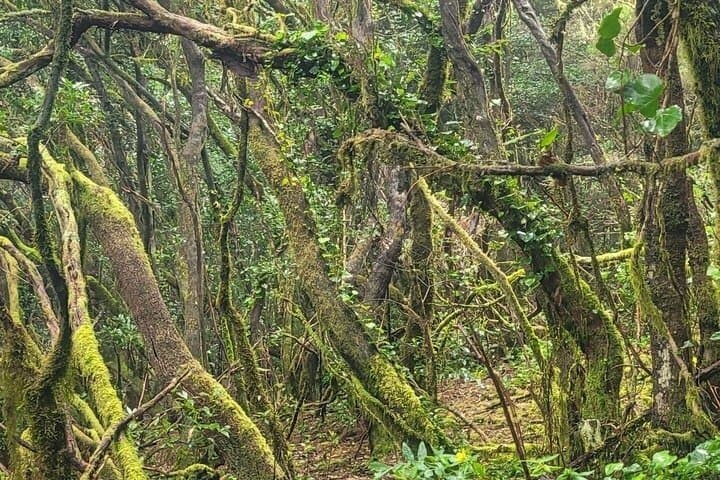 Panoramic hike in the Anaga Mountains Small group 10 people