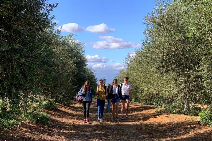 English Olive Oil Tour in Seville