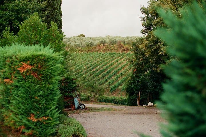Toledo & Boutique Winery Small Group Tour with Pickup from Madrid