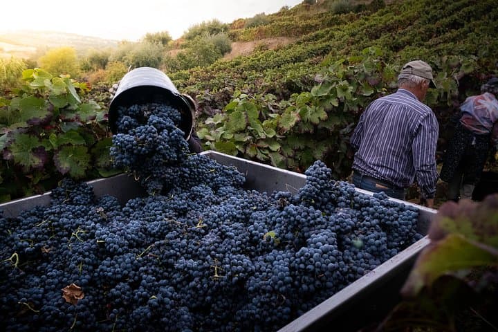 Toledo & Boutique Winery Small Group Tour with Pickup from Madrid