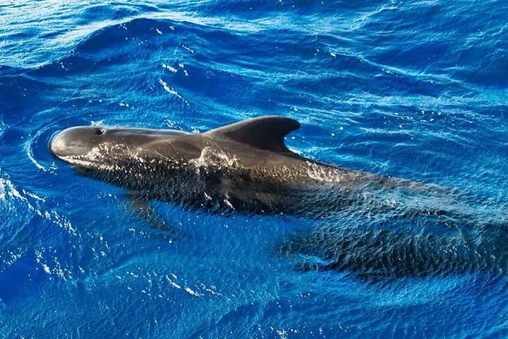 Tenerife Whale and Dolphin Watching + SWIM STOP