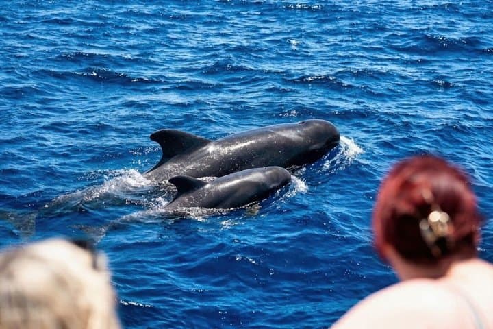 Tenerife Whale and Dolphin Watching + SWIM STOP