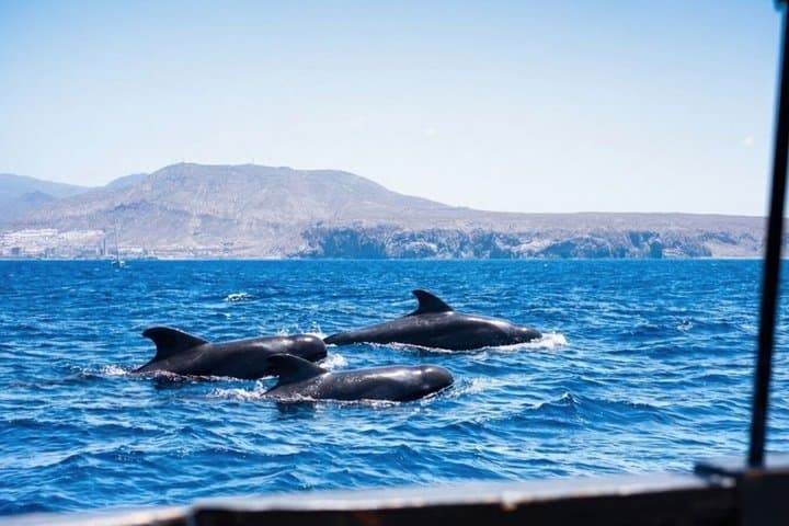 Tenerife Whale and Dolphin Watching + SWIM STOP