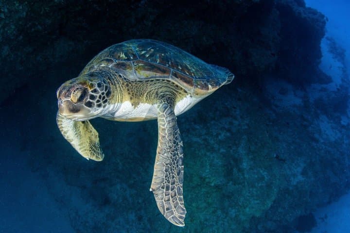 Beginner's Dive at a Spot with Turtle Sightings in Tenerife