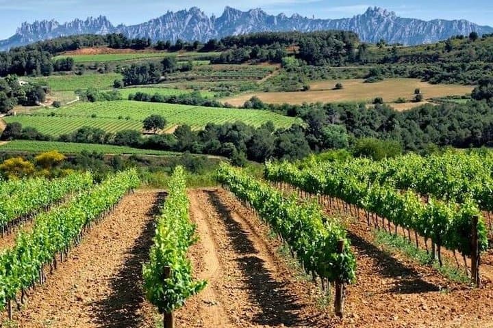 Flexible Penedès Winery Experience with Wine Tasting
