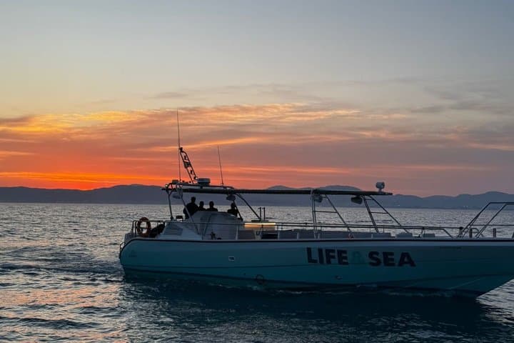 S'Arenal Dolphin Watching Boat Tour