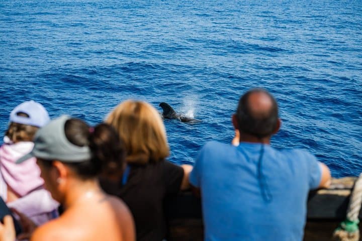 3h Viking Cruise with Drinks, Whale Watching and Swimming Time