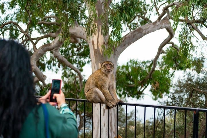 Private Day Trip To Gibraltar from Marbella or Marbella