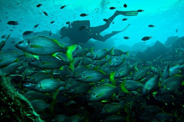 Discover the reef for beginners