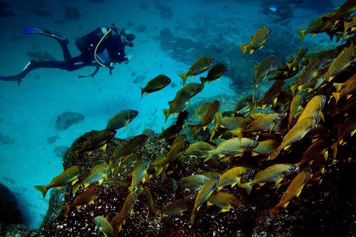 Discover the reef for beginners
