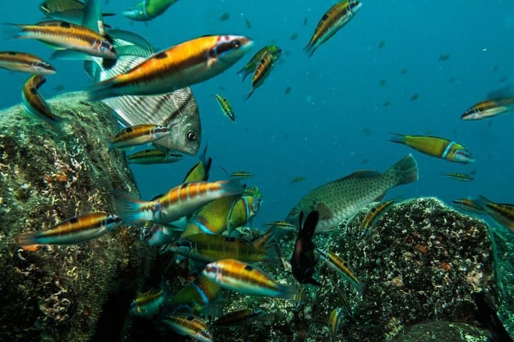 Discover the reef for beginners