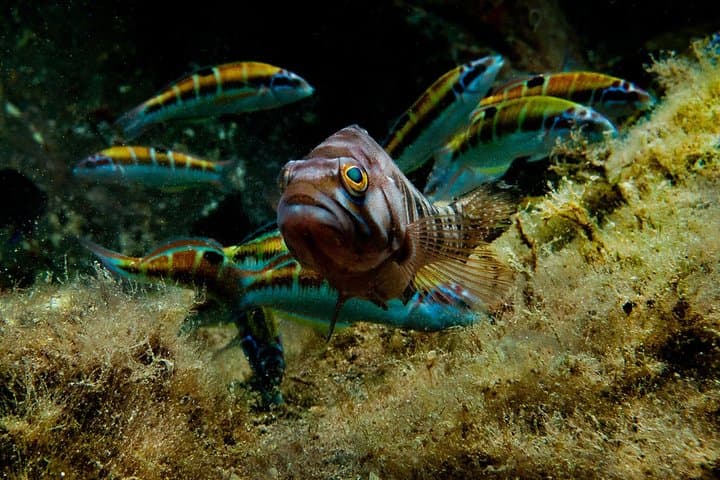 Discover the reef for beginners