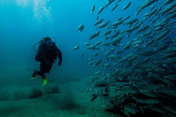 Discover the reef for beginners