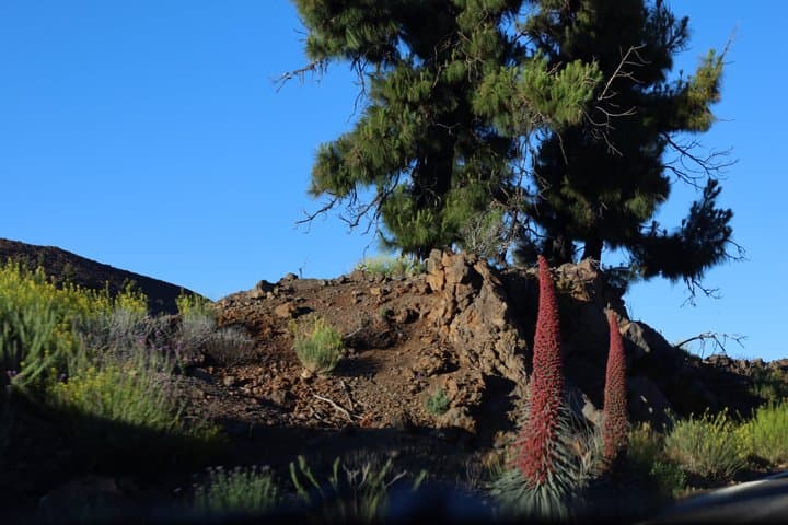 Buggy Teide 4 Seat National Park Day or Sunset