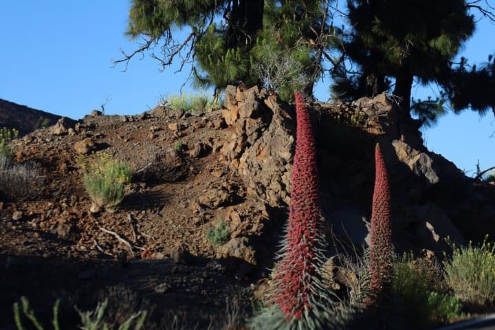Buggy Teide 6 Seat Buggy National Park Day or Sunset