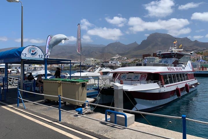 Royal Delfin 3H Dolphin & Whale Watching! Swimming & Lunch!