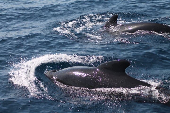 Tarifa Day Trip from Seville - Beach, Whales and Dolphins