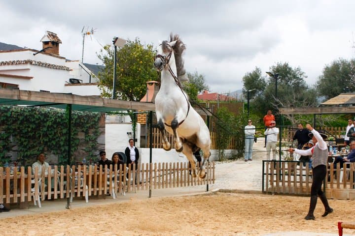 Authentic Dinner Experience Spanish Horses and Flamenco Fusion