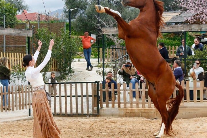 Authentic Dinner Experience Spanish Horses and Flamenco Fusion