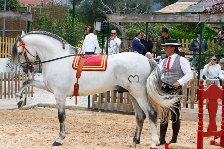Authentic Dinner Experience Spanish Horses and Flamenco Fusion