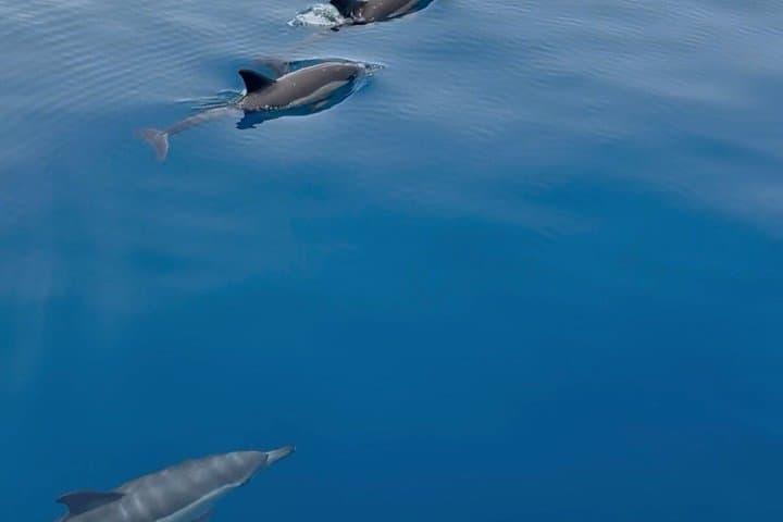2H Private Dolphin Trip With Drinks Included in Estepona