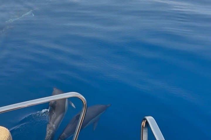 2H Private Dolphin Trip With Drinks Included in Estepona