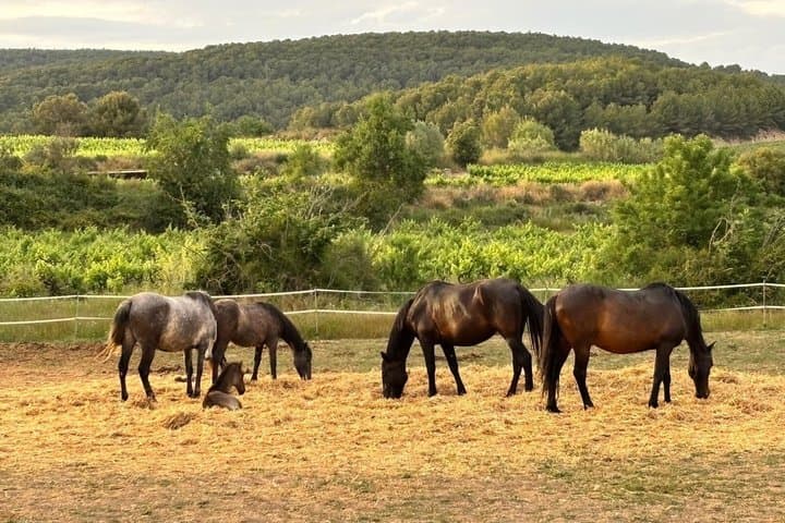 Equine Alchemy, Winery Visit and Wine Tasting in Penedès