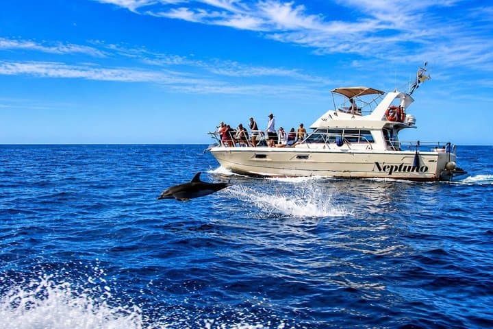 Discover Whales in Tenerife: Shared Yacht Tour, Swim & Lunch