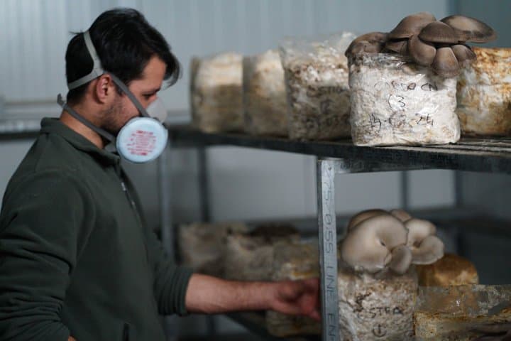 From cultivation to dish : Guided tour and mushroom tasting