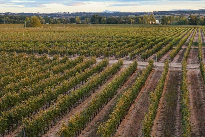 Private tour and wine tasting in Aranda de Duero