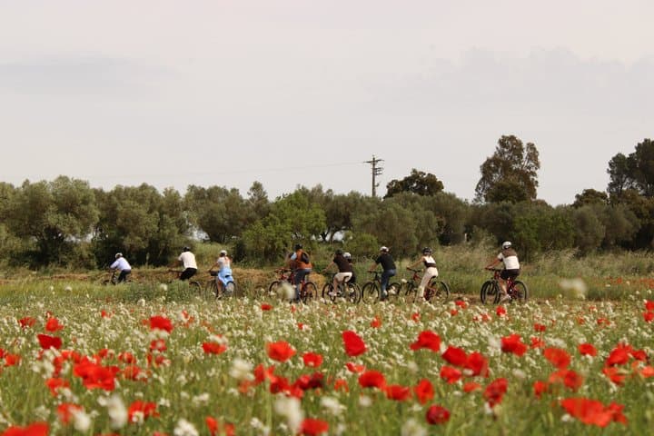 E Bike Tour and Olive Oil Tasting with Breakfast